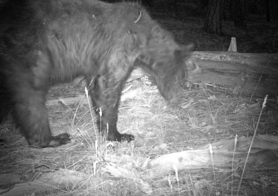 Image: Black bear